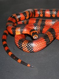 Lampropeltis triangulum hondurensis