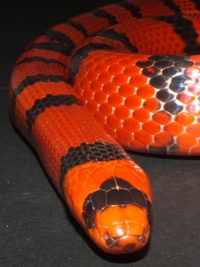 Lampropeltis triangulum hondurensis