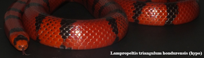 Lampropeltis triangulum hondurensis