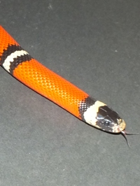 Lampropeltis triangulum sinaloae