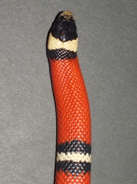 Lampropeltis trinagulum sinaloae