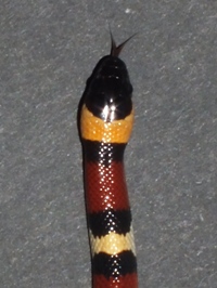 Lampropeltis triangulum annulata