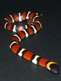 Lampropeltis triangulum annulata