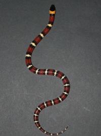 Lampropeltis triangulum annulata