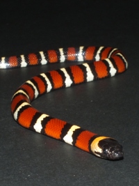 Lampropeltis triangulum annulata