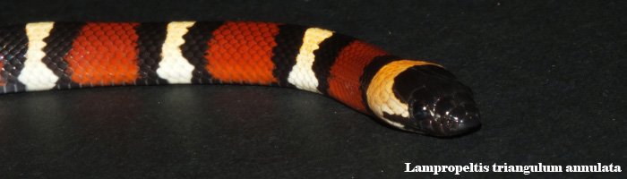 Lampropeltis triangulum annulata