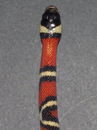 Lampropeltis triangulun arcifera