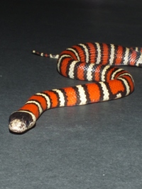 Lampropeltis triangulum arcifera