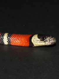 Lampropeltis triangulum arcifera