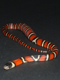 Lampropeltis triangulum arcifera