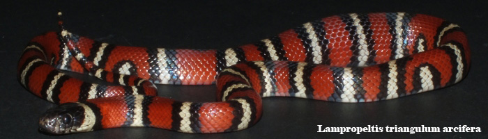 Lampropeltis triangulum arcifera