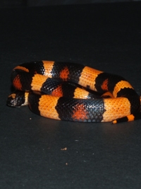 Lampropeltis triangulum campbelli