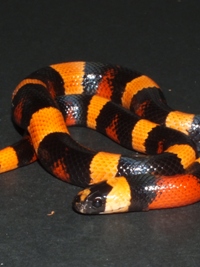 Lampropeltis triangulum campbelli