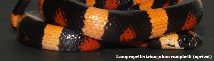 Lampropeltis triangulum campbelli