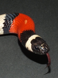 Lampropeltis triangulum campbelli