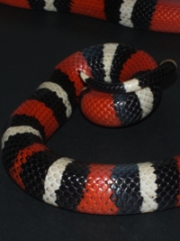 Lampropeltis triangulum campbelli