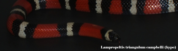 Lampropeltis triangulum campbelli