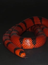 Lampropeltis triangulum hondurensis