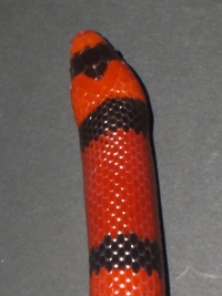Lampropeltis triangulum hondurensis