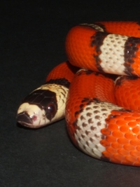 Lampropeltis triangulum hondurensis hypo pinstriped tricolor