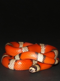 Lampropeltis triangulum hondurensis hypo pinstriped tricolor