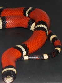 Lampropeltis trinagulum sianloae