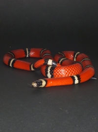 Lampropeltis triangulum sinaloae