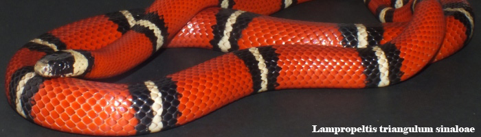 Lampropeltis triangulum sinaloae