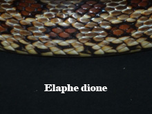 Elaphe dione